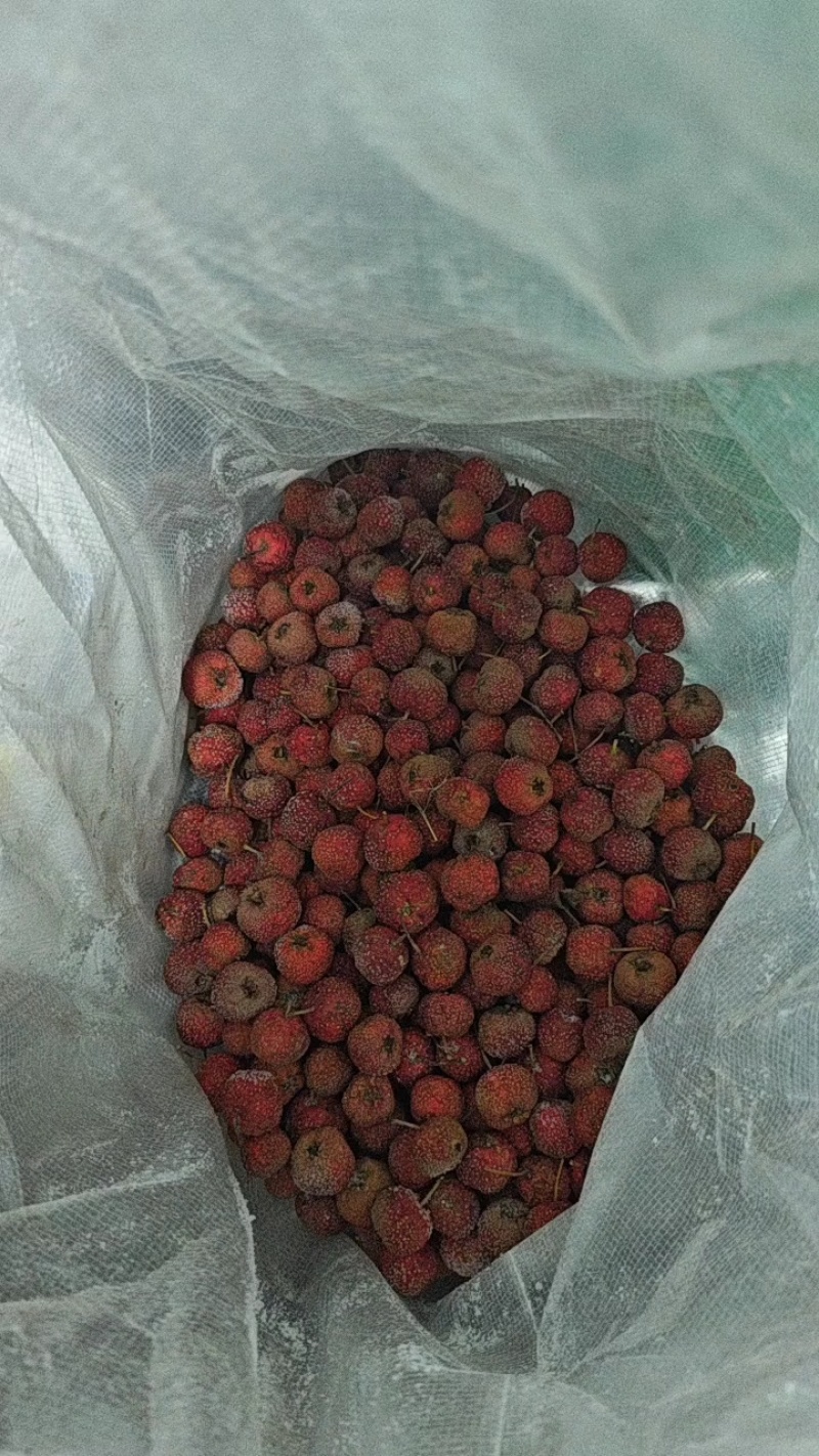 新鲜大金星山楂，颗颗饱满