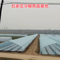 2026脱毒原原种红薯苗，根粗苗壮。。。