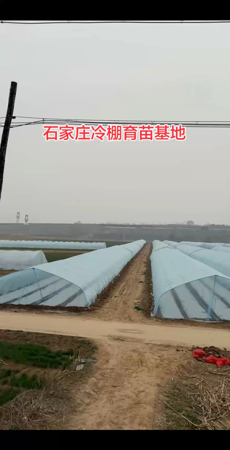 2026脱毒原原种红薯苗，根粗苗壮。。。