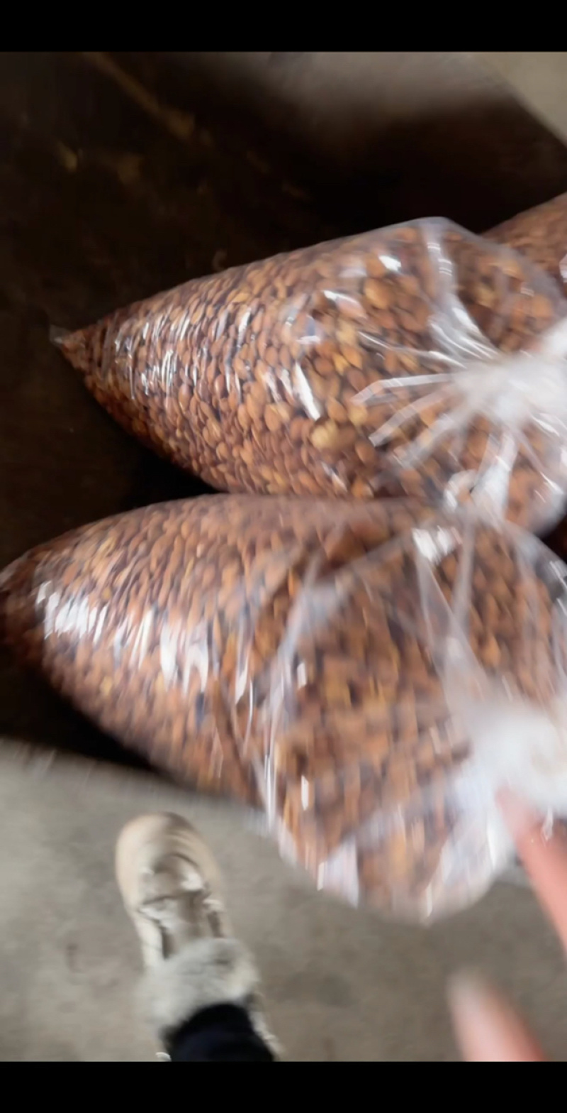 桃树种子毛桃芽大量批发对接商超批发市场可代收代卖
