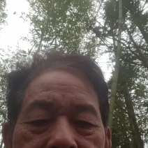 楠竹
