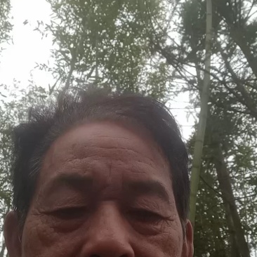 杉树木杉木一手货源全国发货可视频看货