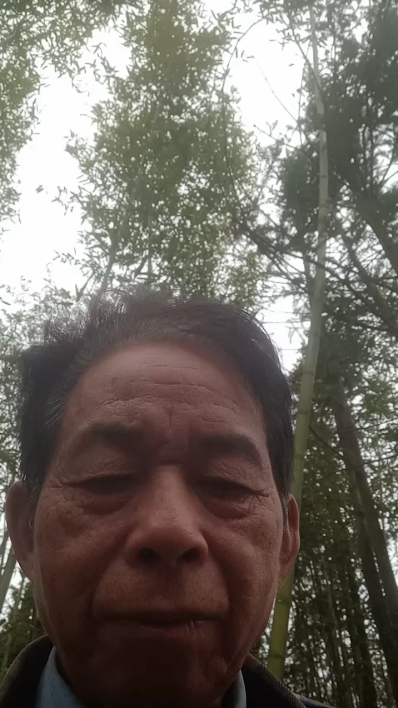 杉树木杉木一手货源全国发货可视频看货