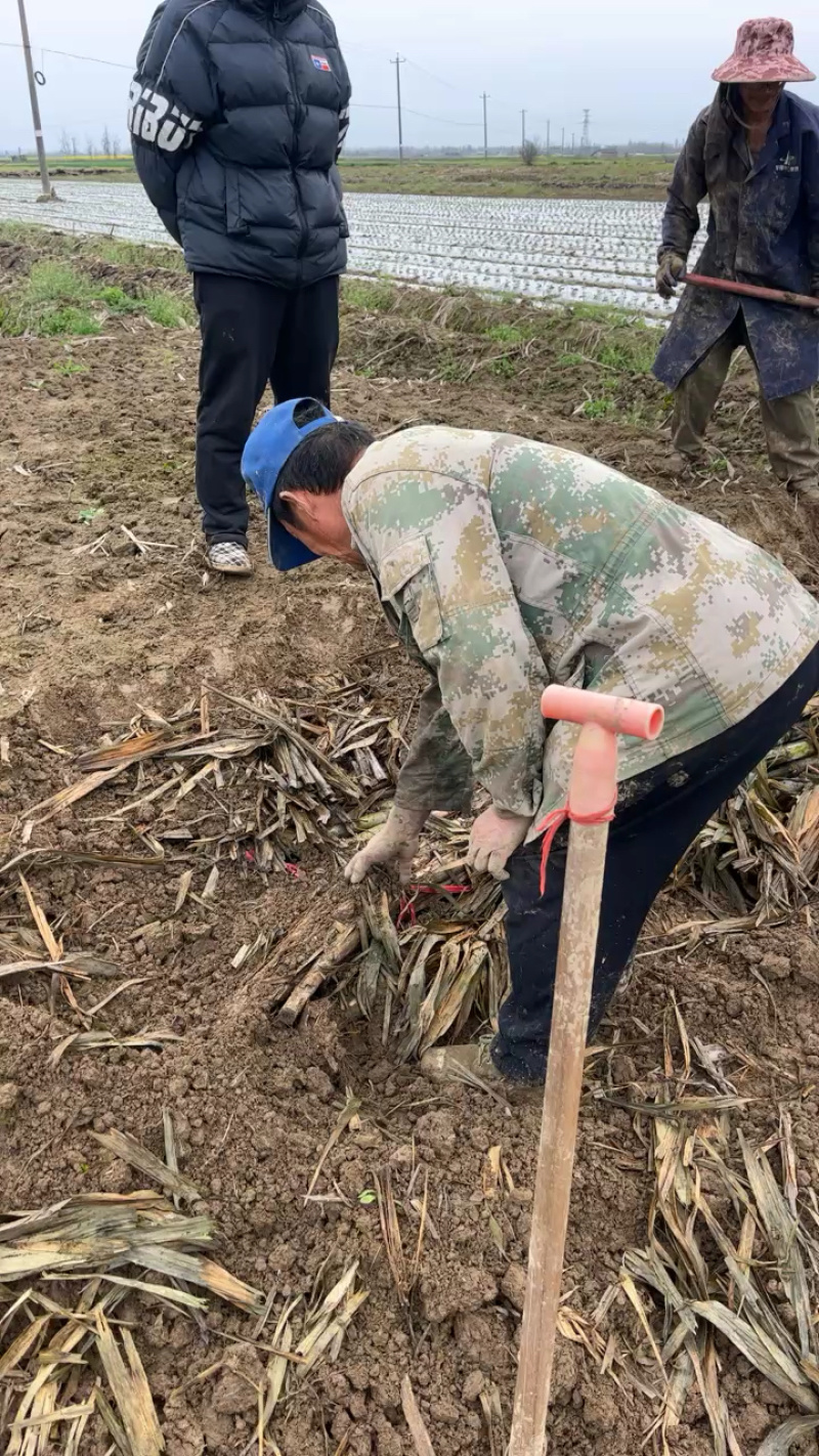 甘蔗节性好，绿颜色纯正，货量充足