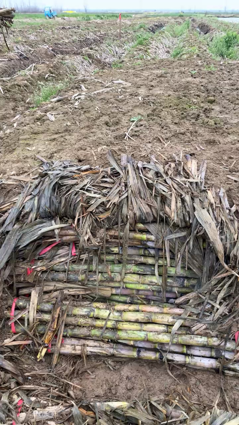 湖北本地青皮甘蔗