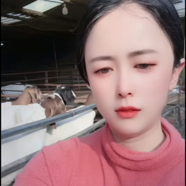 波尔山羊羊苗头胎怀孕羊