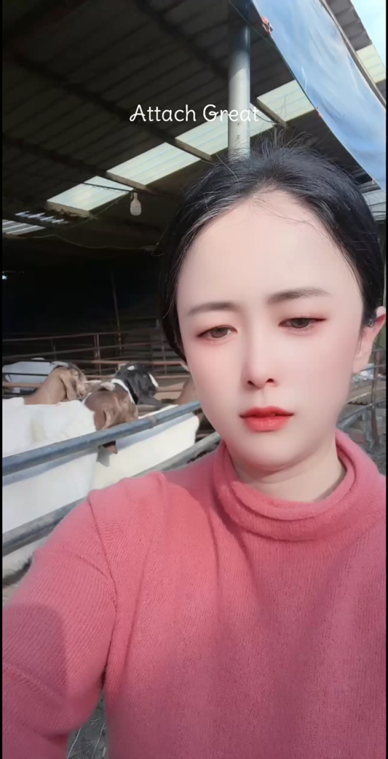 波尔山羊羊苗头胎怀孕羊