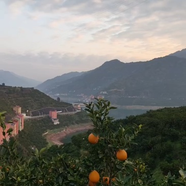 【精选】优质供货电商，纽荷尔脐橙、爽口化渣，产地直发