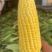 玉米水果玉米太阳花花糯白糯精品大量供应全国发货