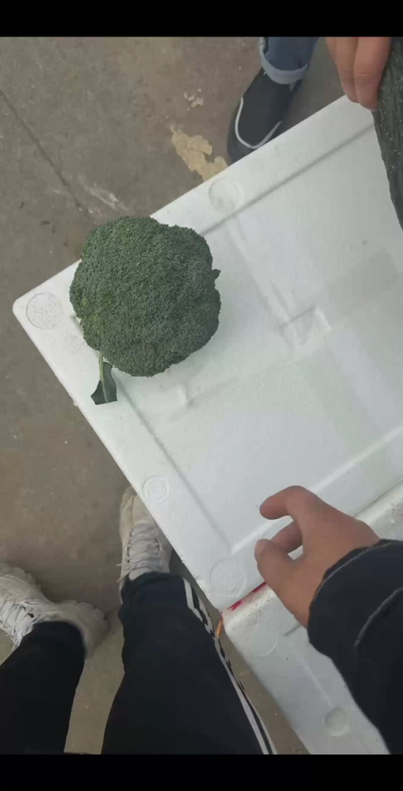 重庆精品西兰花45元/件，15斤装，货量充足