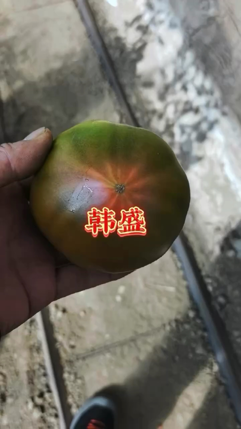 西红柿硬粉西红柿大红西红柿口感西红柿传奇西红柿