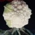 白花菜包装