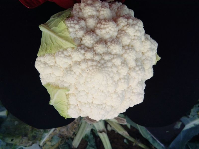 白花菜包装