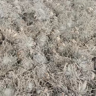 晚香玉产地直销，货源充足，欢迎电商平台老板合作。