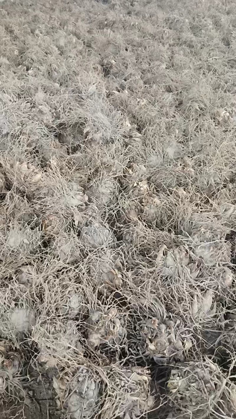 晚香玉产地直销，货源充足，欢迎电商平台老板合作。