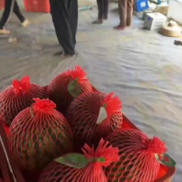 精品无籽美都麒麟西瓜，台州专业种植糖度高，密度好产地直发