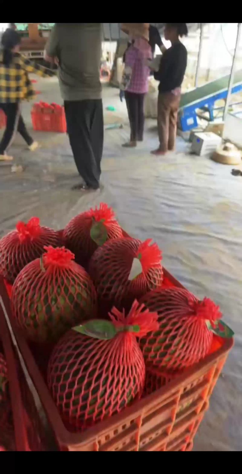 精品无籽美都麒麟西瓜，台州专业种植糖度高，密度好产地直发