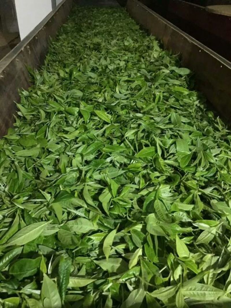 黑茶