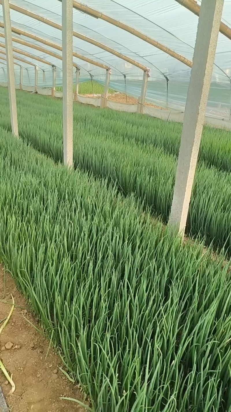 优质铁杆葱苗钢葱葱苗四季香葱苗现货有货假一赔十