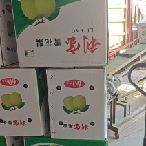 河北石家庄雪花梨果肉洁白如雪规格齐全支持一件代发