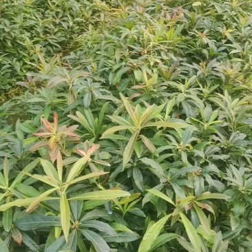 广西木荷苗，大量上市成活率高，欢迎咨询