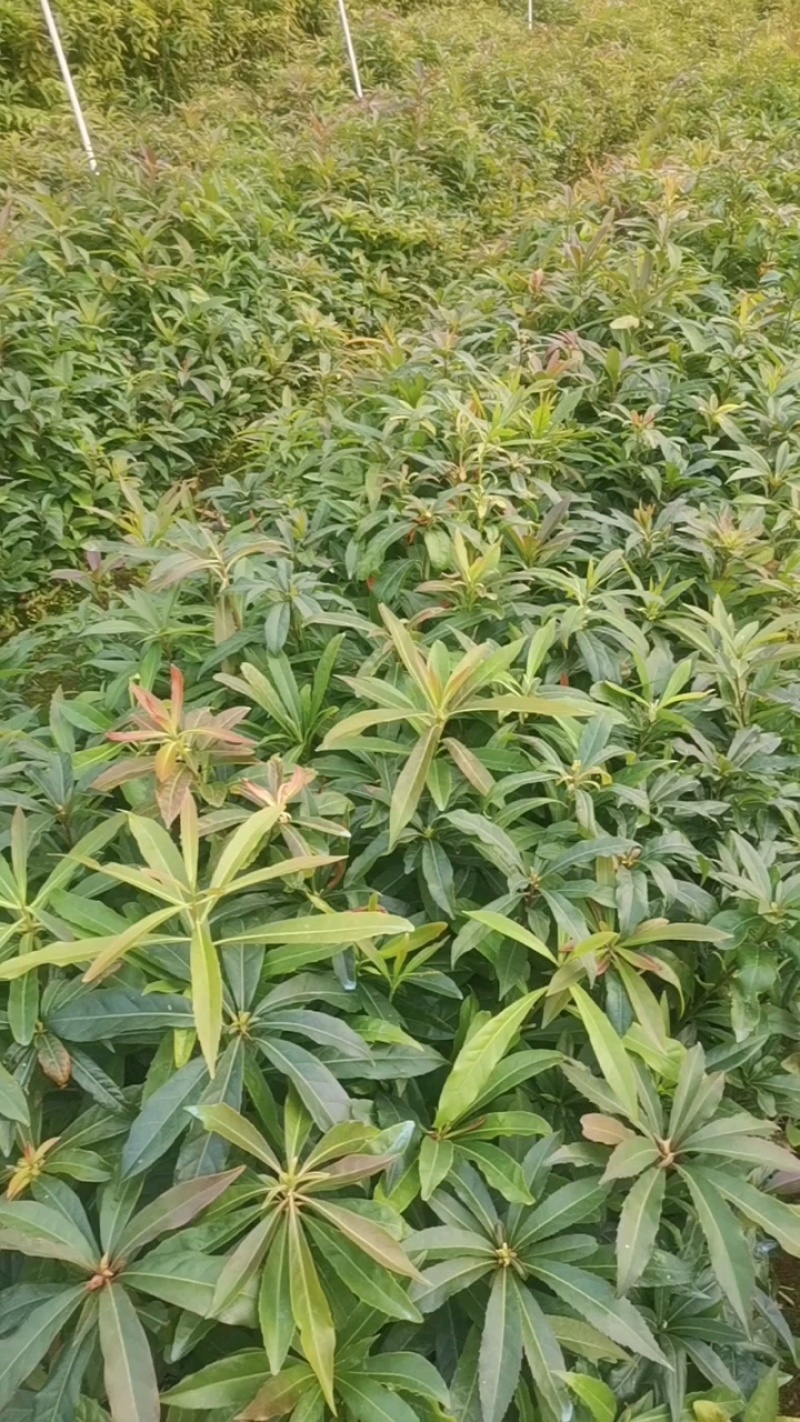 广西木荷苗，大量上市成活率高，欢迎咨询