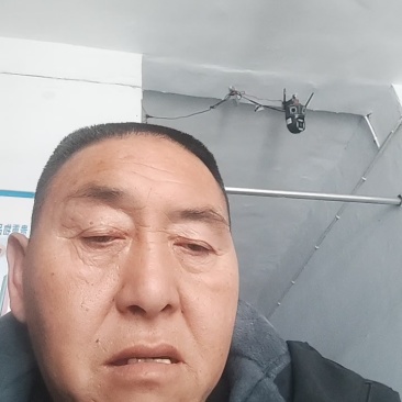 黄刺玫苗黄刺玫工程苗多分枝丛生黄刺玫绿化苗