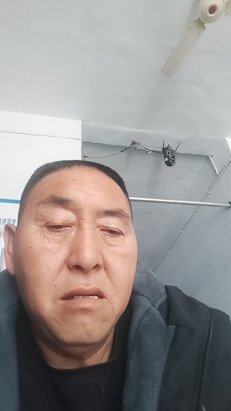 黄刺玫苗黄刺玫工程苗多分枝丛生黄刺玫绿化苗