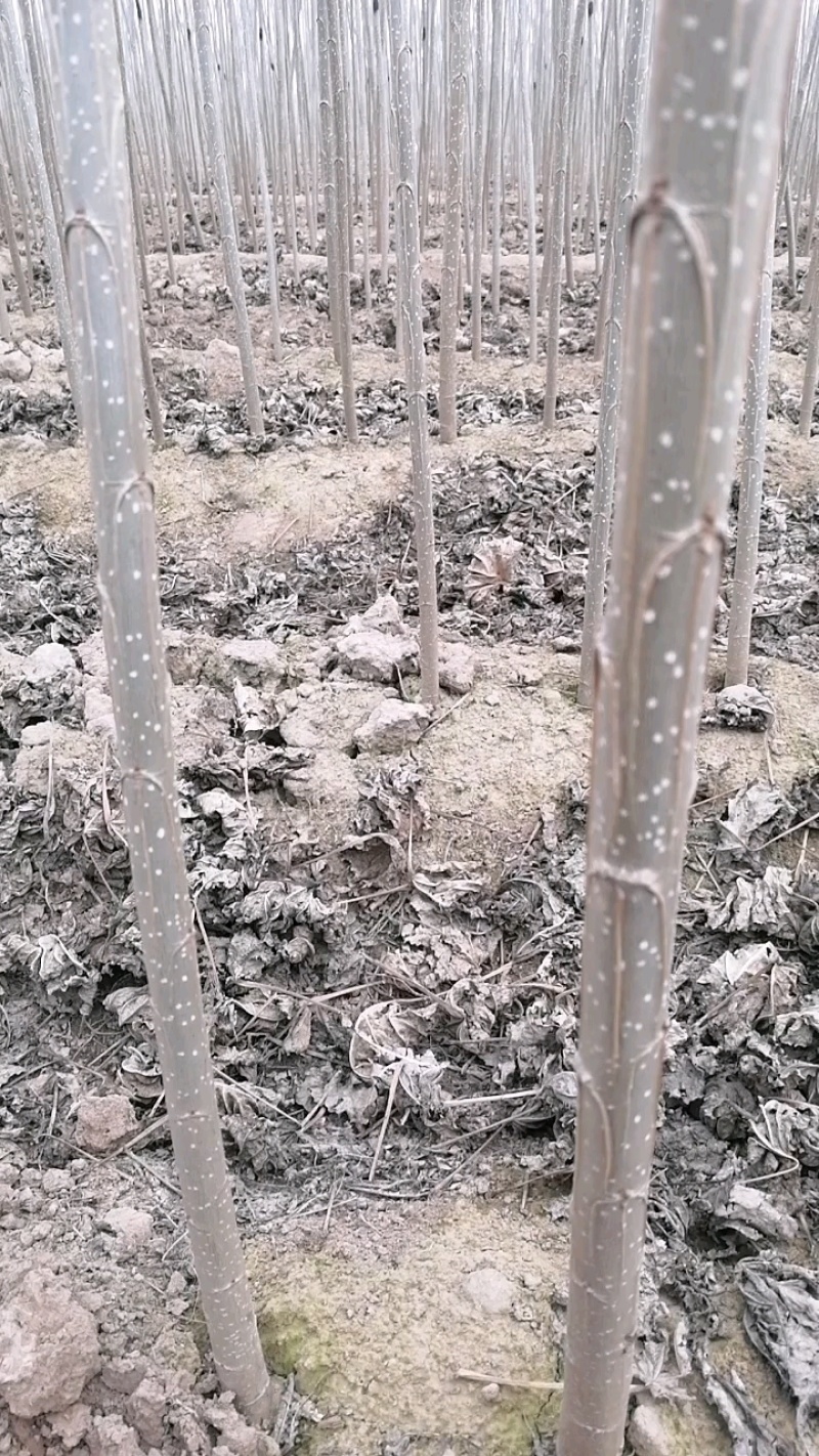 107速生杨仟插段