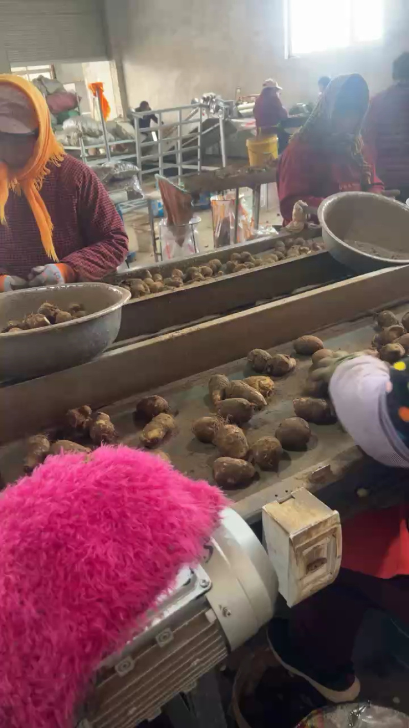 【推荐】山东精品芋头8520芋头一手货源质量保证