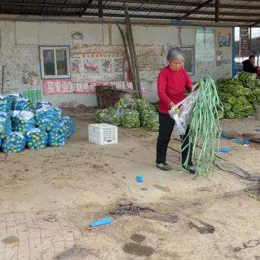 优质西葫芦产地直供量大价优当天采摘硬度好耐运输