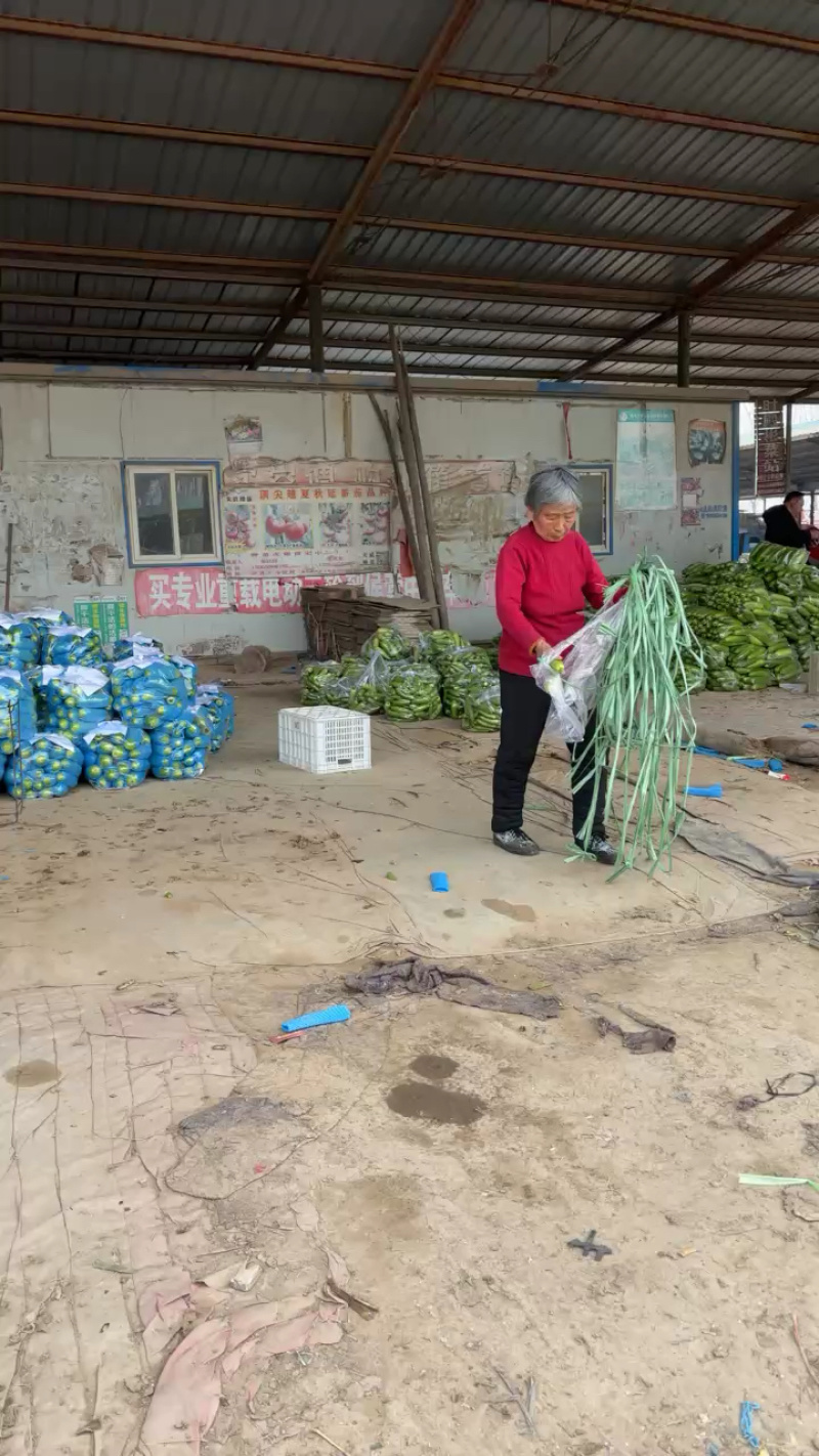 优质西葫芦产地直供量大价优当天采摘硬度好耐运输
