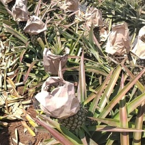 金钻菠萝