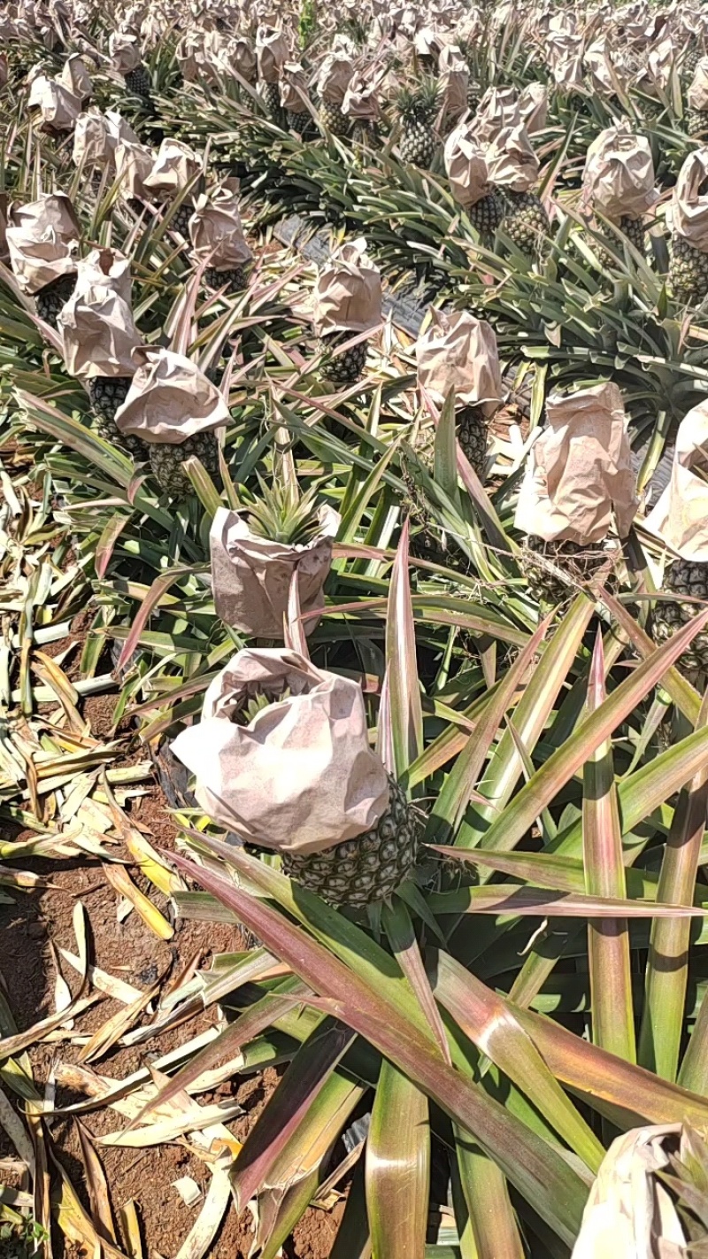 金钻菠萝