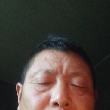 耙耙柑