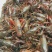 大龙虾10-12钱