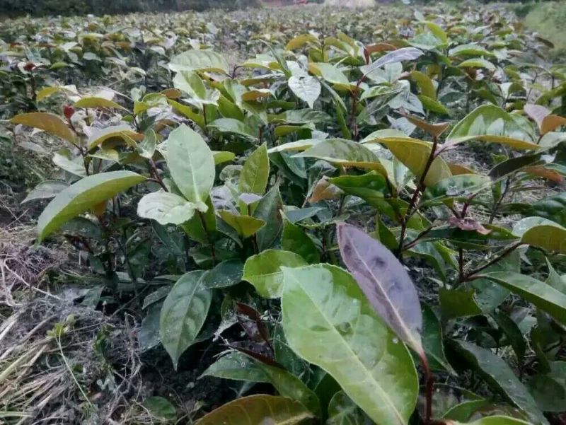 油茶苗70~100cm