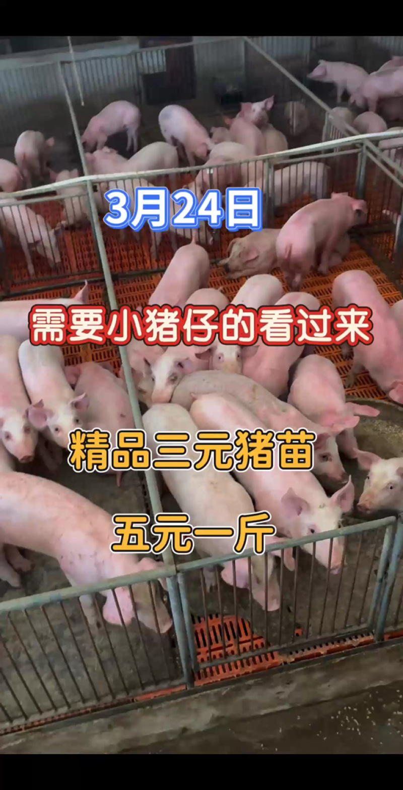 实力供货商三元仔猪提供装车服务价格合理对接全国