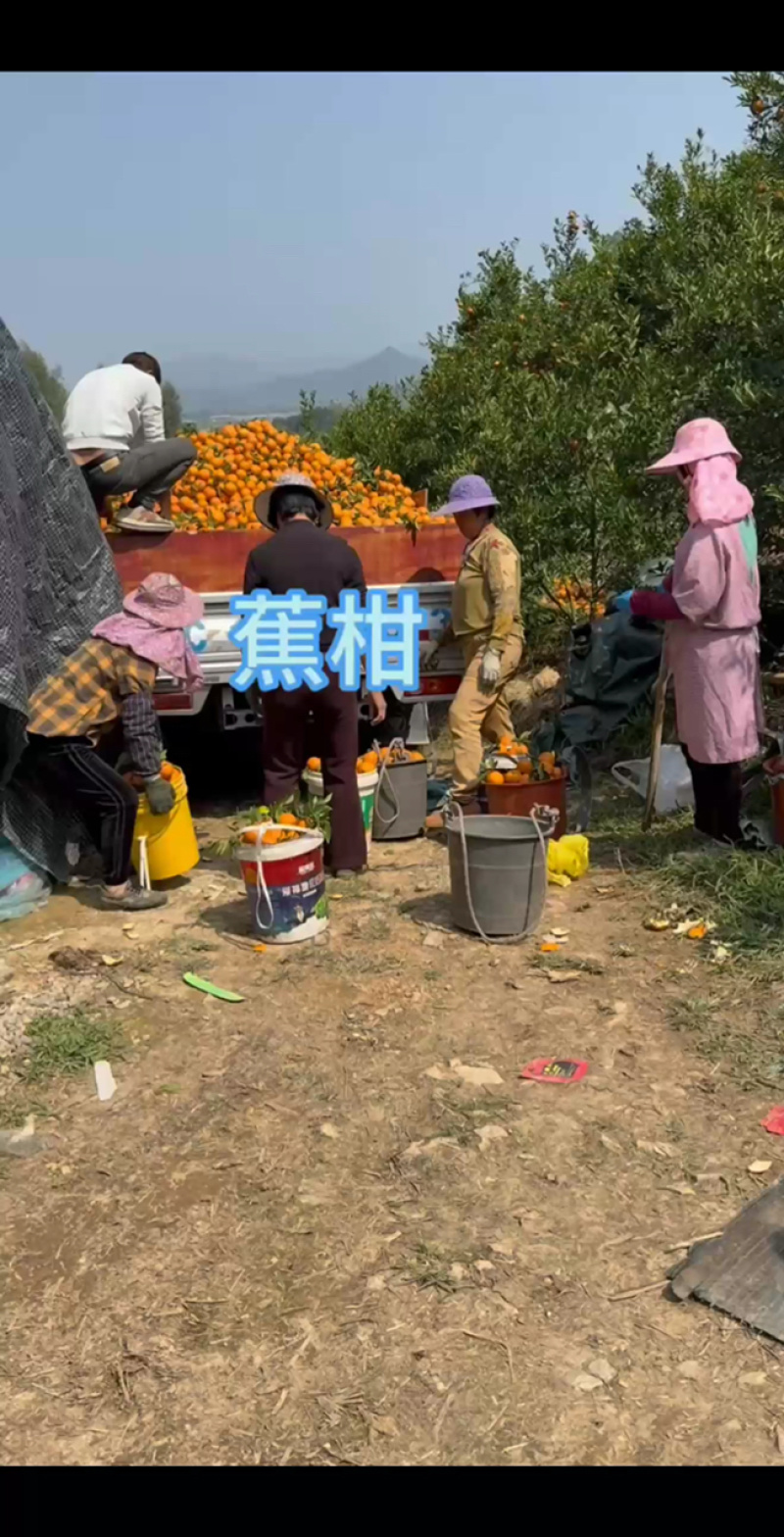 福建潮州柑大量接单产地直发量大从优欢迎来电