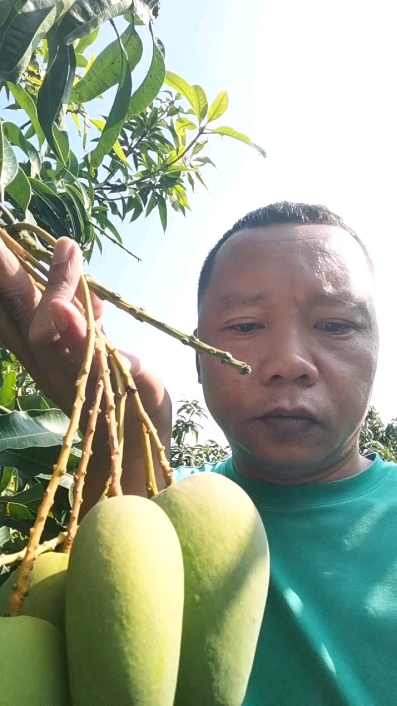 海南贵妃芒，台农，对接各大批发市场，电商欢迎采购
