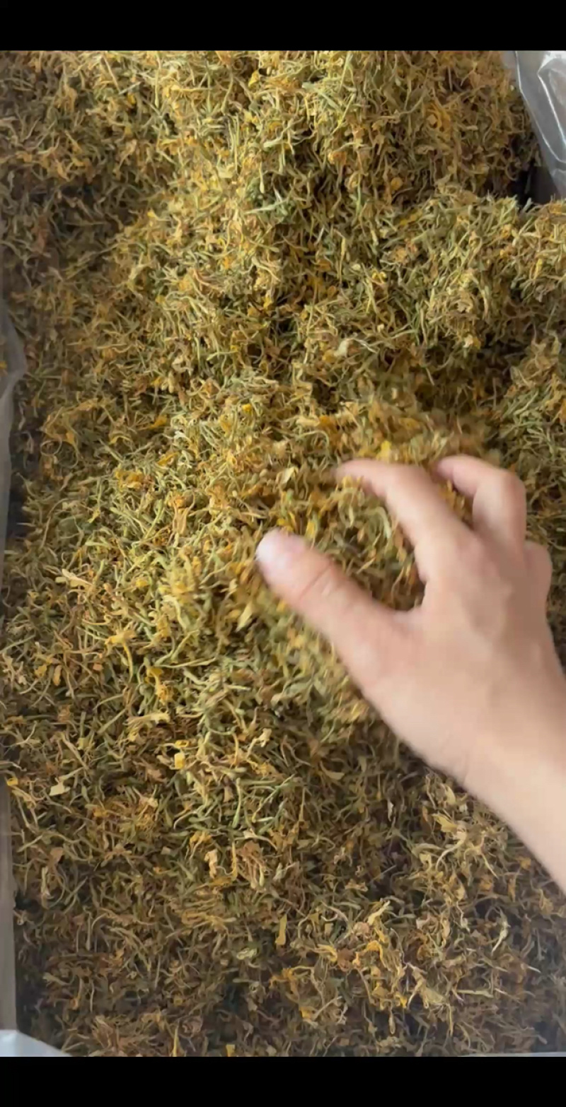 深山采摘无硫野生金银花茶灭火茶花草茶散装