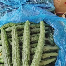 夏邑精品密刺黄瓜产地直发一手货源多年代办代收