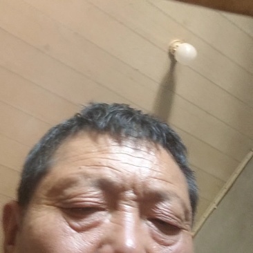 椪柑