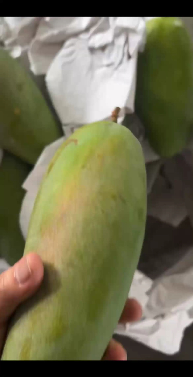 大青白金到货，老板速来验货！