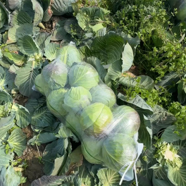 湖北精品甘蓝，圆包菜，产地一手直发，保质保量。