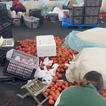 【精品】海阳西红柿普罗旺斯番茄整车落地配全国发货