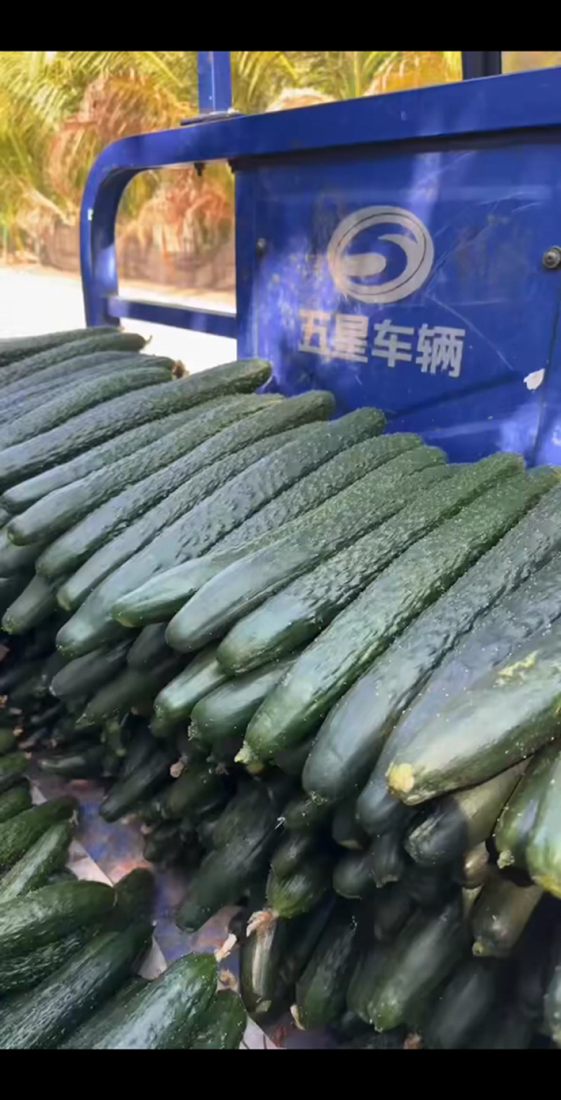 嫩瓜4毛钱，有点亏！
