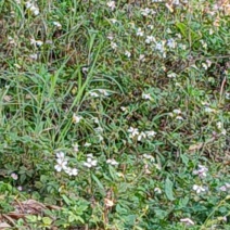 【热卖中】野生鬼针草根现采新鲜鬼针草可批发可零售量大从优