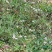 【热卖中】野生鬼针草根现采新鲜鬼针草可批发可零售量大从优