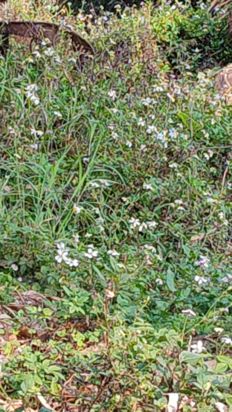 【热卖中】野生鬼针草根现采新鲜鬼针草可批发可零售量大从优